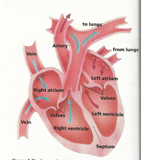 heal sb-1-The Heart and Functionsimg_no 641.jpg